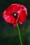 Delicate Red Common Poppy Flower in the wind on a green spring garden. Gentle movements in the breeze