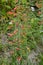 Delicate red flower in the garden. Penstemon barbatus