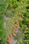 Delicate red flower in the garden. Penstemon barbatus