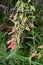 Delicate red flower in the garden. Penstemon barbatus