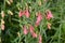 Delicate red flower in the garden. Penstemon barbatus