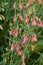 Delicate red flower in the garden. Penstemon barbatus