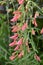 Delicate red flower in the garden. Penstemon barbatus