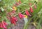 Delicate red flower in the garden. Penstemon barbatus. Coccineus