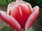 Delicate red-pink-white tulip flower close-up