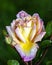 Delicate rose flower Gloria Dei in large drops of water after heavy rain