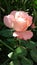 A delicate rosebud blooms in the garden