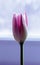 Delicate rosebud pretty effect tulip