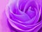 Delicate rosebud purple rose closeup