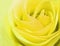 Delicate rosebud yellow rose closeup