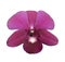 delicate scarlet pink flower phalaenopsis orchid isolated on white background