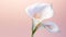 Delicate Sculpture: White Calla Lilies On Pink Gradient Background