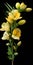 Delicate Sculptures: Colorized Yellow Tulip Bouquet On Black Background