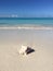 Delicate Seashell on the lonely white sand beach