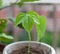 Delicate seedling-Vernicia fordii Hemsl. Airy Shaw