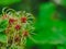 Delicate seeds of Clematis vitalba, Traveller`s Joy in autumn on green background