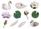 Delicate set of watercolor isolated light swans waterlilies buds leaves feathers