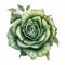 Delicate Shading: A Green Rose Art Style Illustration
