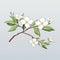 Delicate Shading Vector Apple Tree Branches With White Flower