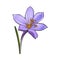 Delicate single crocus spring flower with stem and leaf