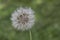 Delicate Single Dandelion Flower Close Up