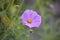 Delicate Single Pink Cosmea Flower