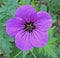 Delicate single summer pink geranium head petal blooming blooms flowers plants summer garden