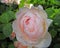 Delicate single summer pink rose head petal blooming blooms flowers plants summer garden