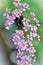 The delicate and small flowers of Oncidium sotoanum