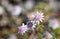 Delicate small flowers of the rare Australian native Pink Flannel Flower, Actinotus forsythii, family Apiaceae