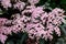 Delicate small pink flowers and purple leaves of Sambucus Black Beauty tree, known as elder or elderberry in a sunny spring garden