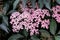 Delicate small pink flowers and purple leaves of Sambucus Black Beauty tree, known as elder or elderberry in a sunny spring garden