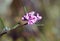 Delicate small purple pea flowers of the Heathy Mirbelia, Mirbelia rubiifolia