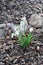 Delicate Snowdrop flower