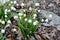 Delicate Snowdrop flower