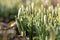 Delicate Snowdrop Galanthus nivalis with unblown buds in sunny day, macro shot. Springtime.