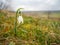 Delicate snowdrop rising from dead grass