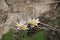 Delicate snowdrops in the Persian mountains