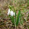 Delicate snowdrops rising