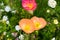 Delicate soft oriental poppy flowers on flowerbed