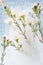 Delicate soft white sakura flowers on green branch frozen in ice on frosty light blue color as abstract spring elegant floral.