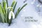 Delicate spring background with melting snow and blooming snowdrop with copy space