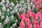 Delicate spring blooming background of tulips for your design. selective focus