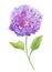 Delicate spring floral illustration. Beautiful light purple hydrangea flowers on a twig with green leaves isolated.