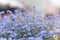 Delicate spring small blue flowers. Background with blur and selective focus