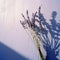 Delicate Still-life: Lavender Flower Against Blue Wall