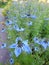 Delicate summer blue nigella love in a mist heads petal blooming blooms flowers plants summer garden