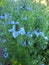 Delicate summer blue nigella love in a mist seed pod head petal blooming blooms flowers plants summer garden