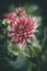 Delicate summer pink dahlia flower in the garden among green leaves