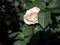 delicate tea rose on a bush on an indistinct natural dark background